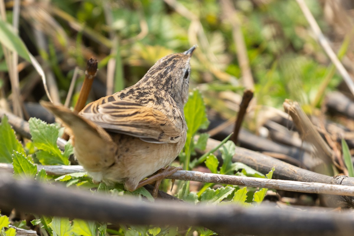 Матата японська - ML647288368