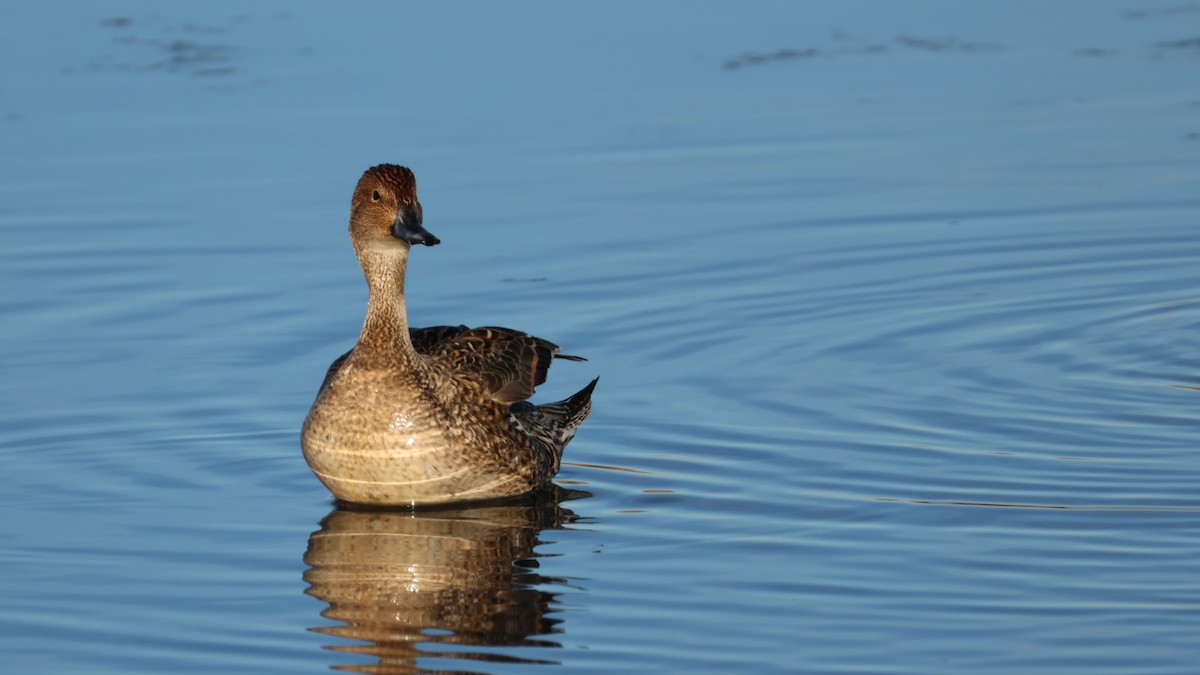 Codone - ML647288387