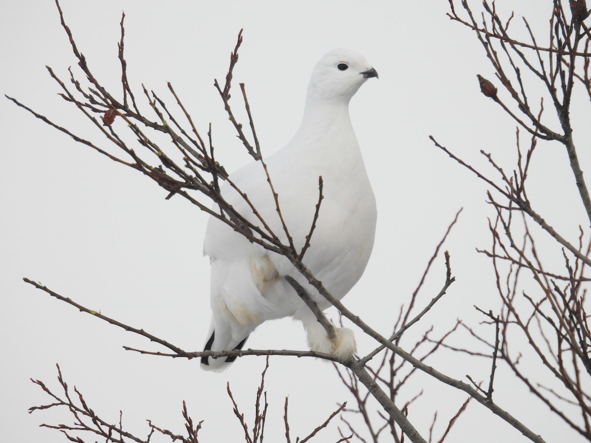 Moorschneehuhn - ML647288397