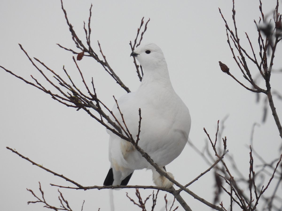 Moorschneehuhn - ML647288400