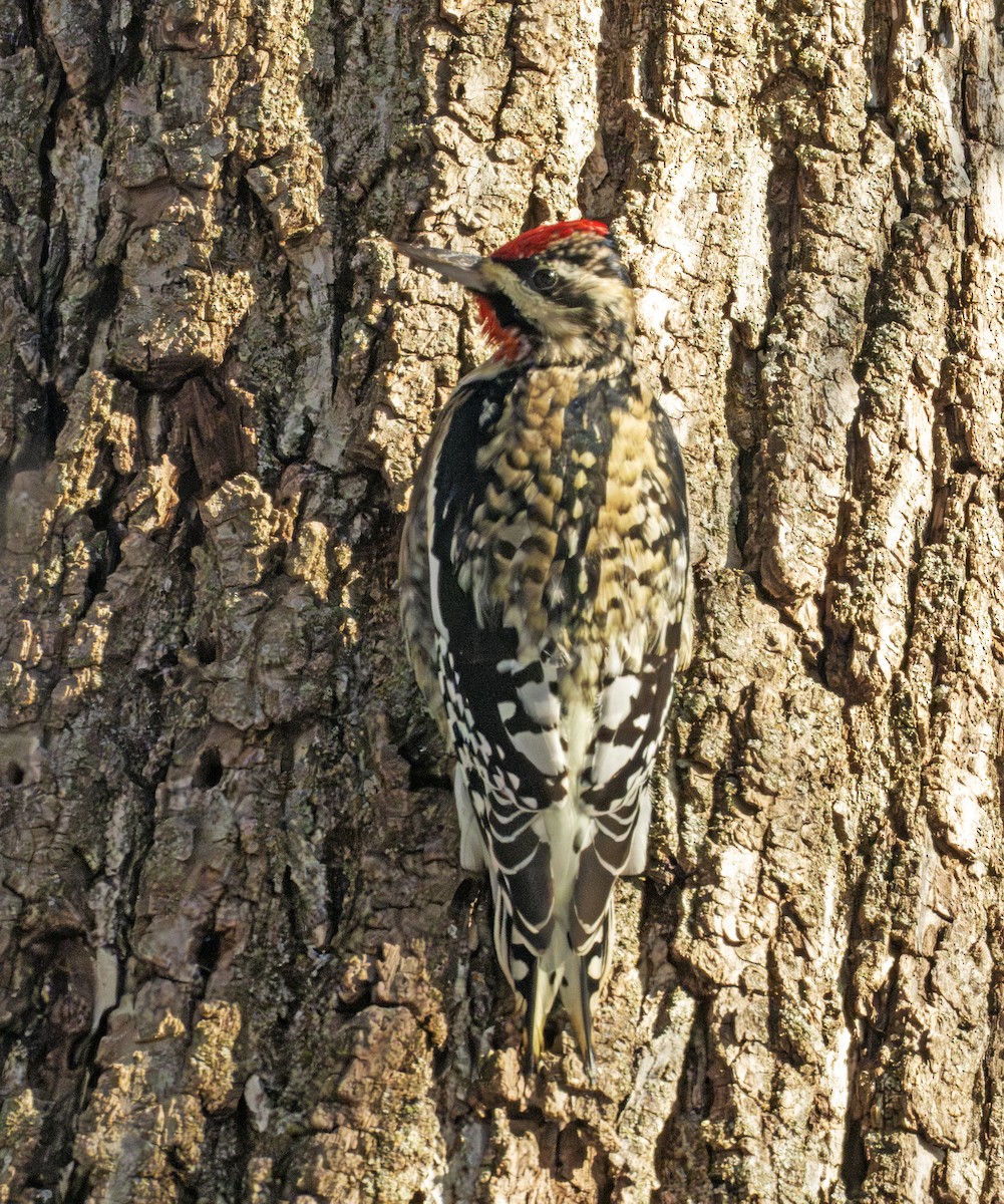 Дятел-смоктун жовточеревий - ML647288404