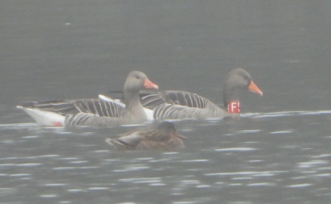 Graylag Goose - ML647288408