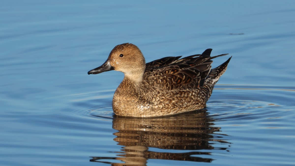 Codone - ML647288409