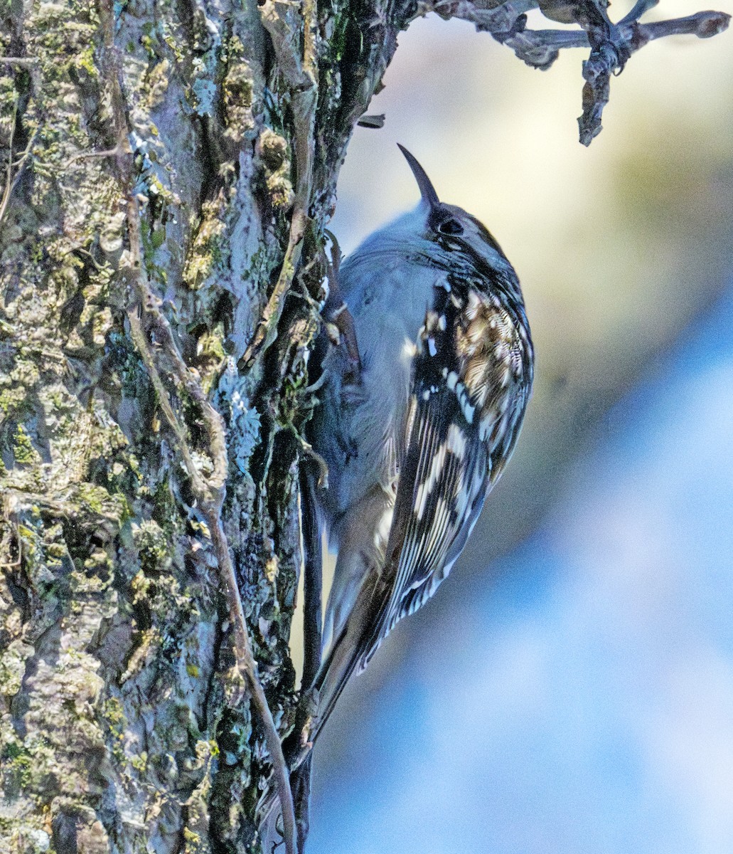 Підкоришник американський - ML647288411