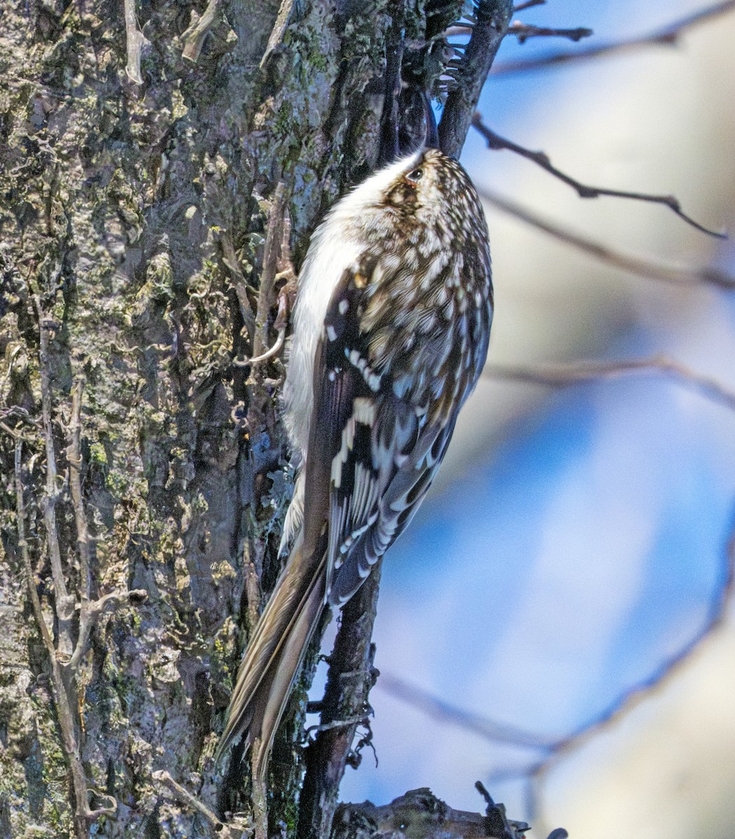 Підкоришник американський - ML647288412