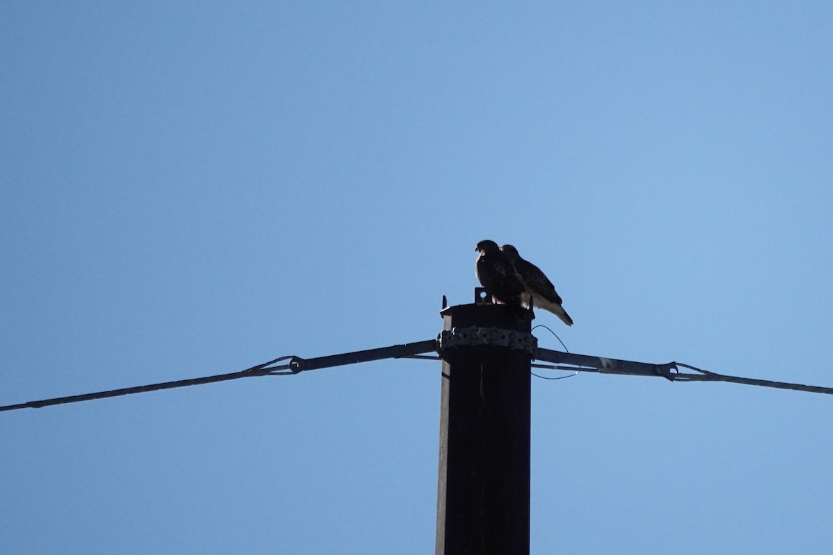 Red-tailed Hawk - ML647288413