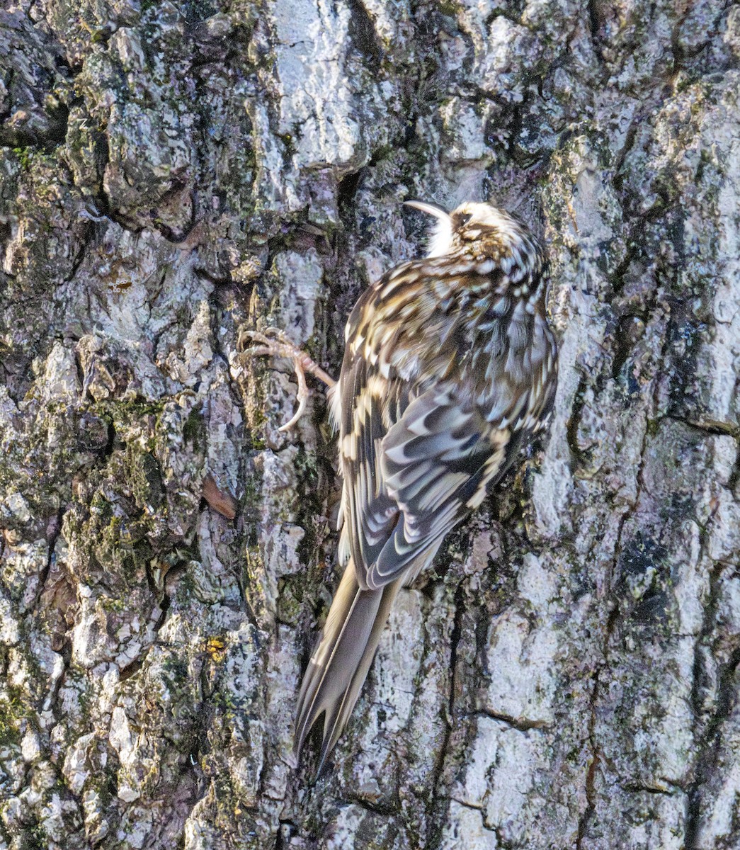 Підкоришник американський - ML647288414