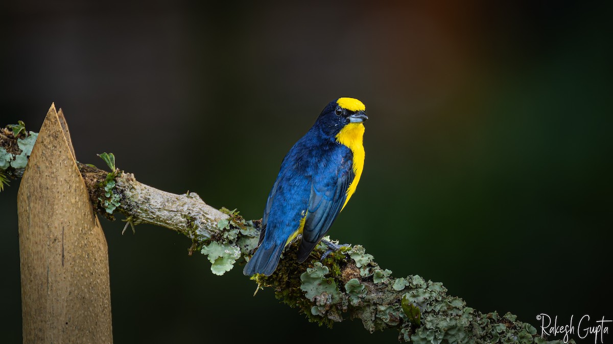 Yellow-bellied Elaenia - ML647288422