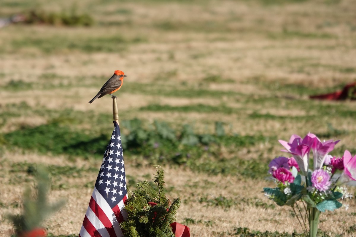 Vermilion Flycatcher - ML647288435