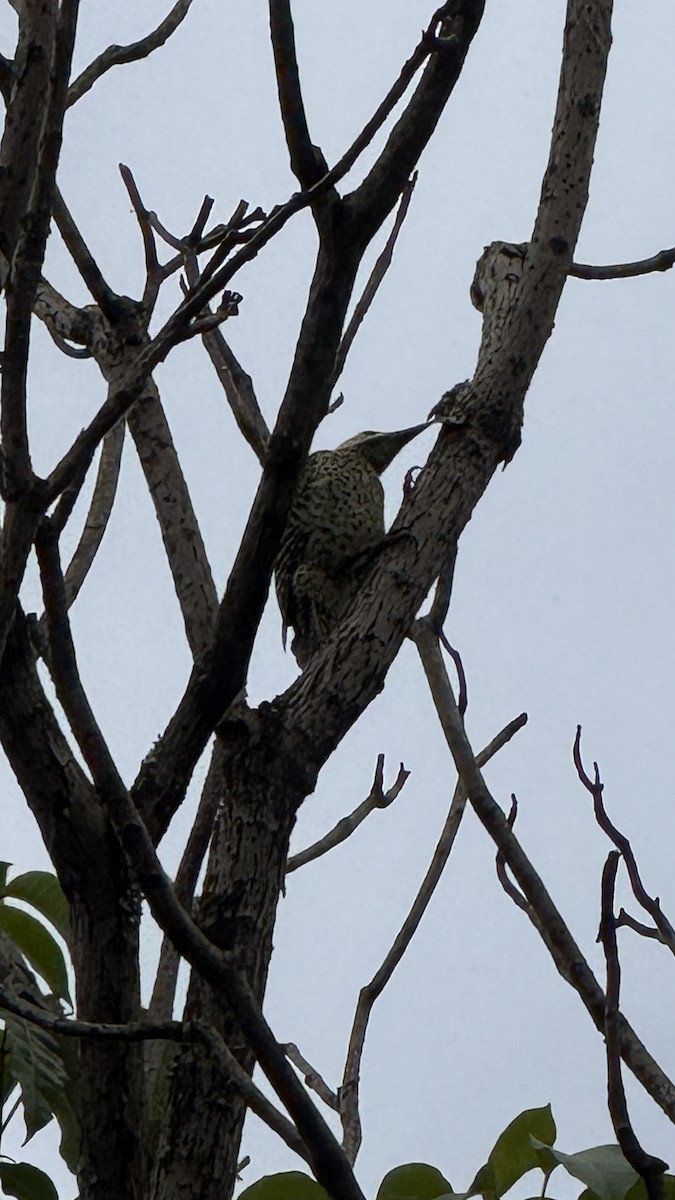 Green-barred Woodpecker - ML647288438