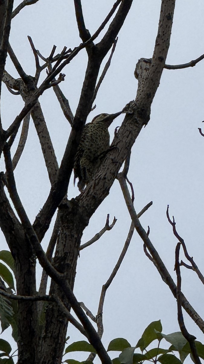 Green-barred Woodpecker - ML647288439