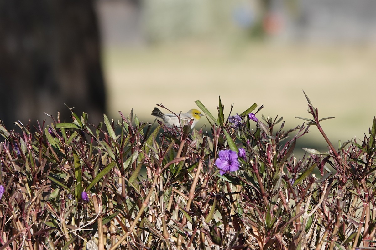 Verdin - ML647288440