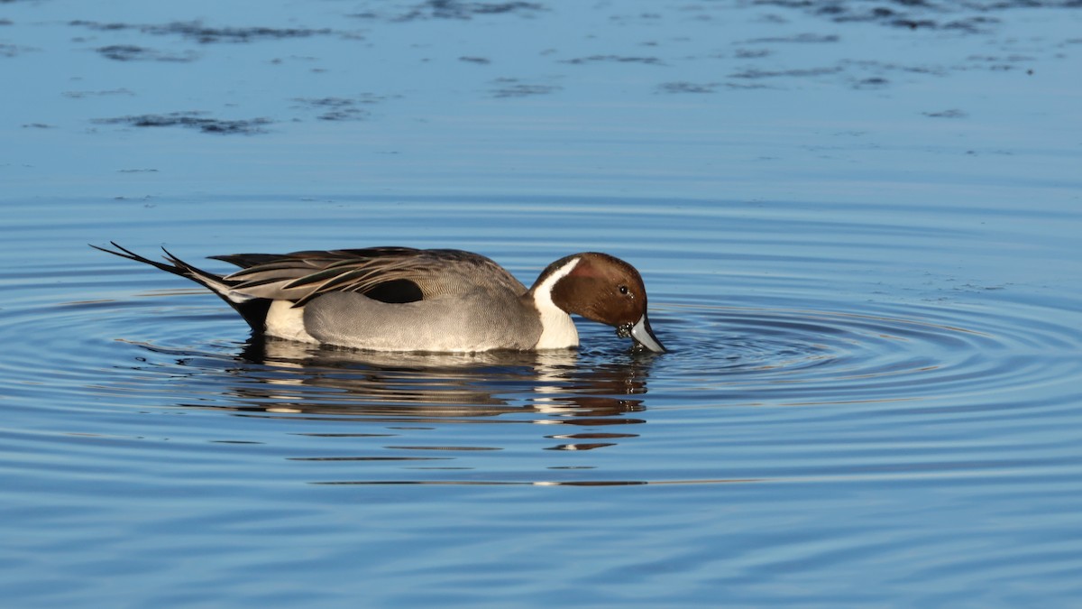 Codone - ML647288441