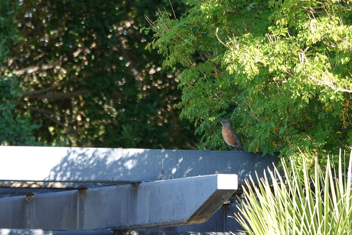 American Robin - ML647288446