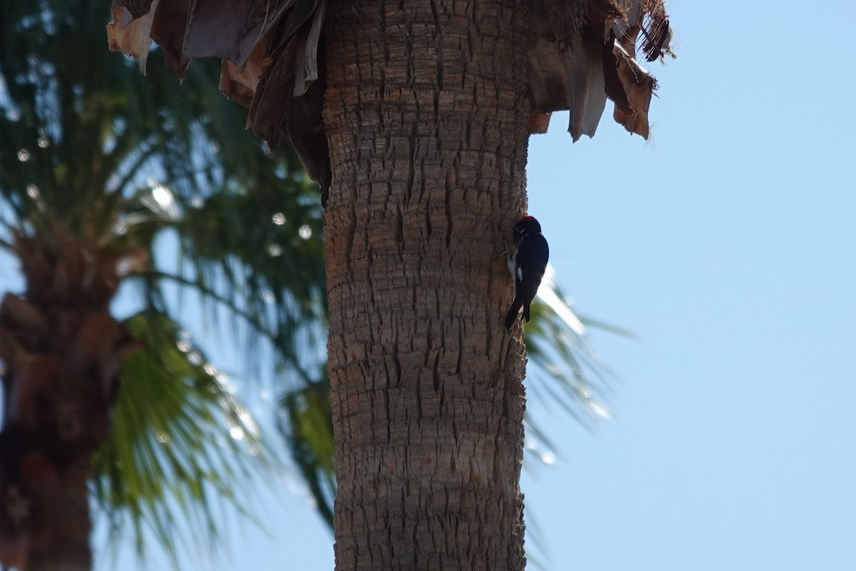 Acorn Woodpecker - ML647288461