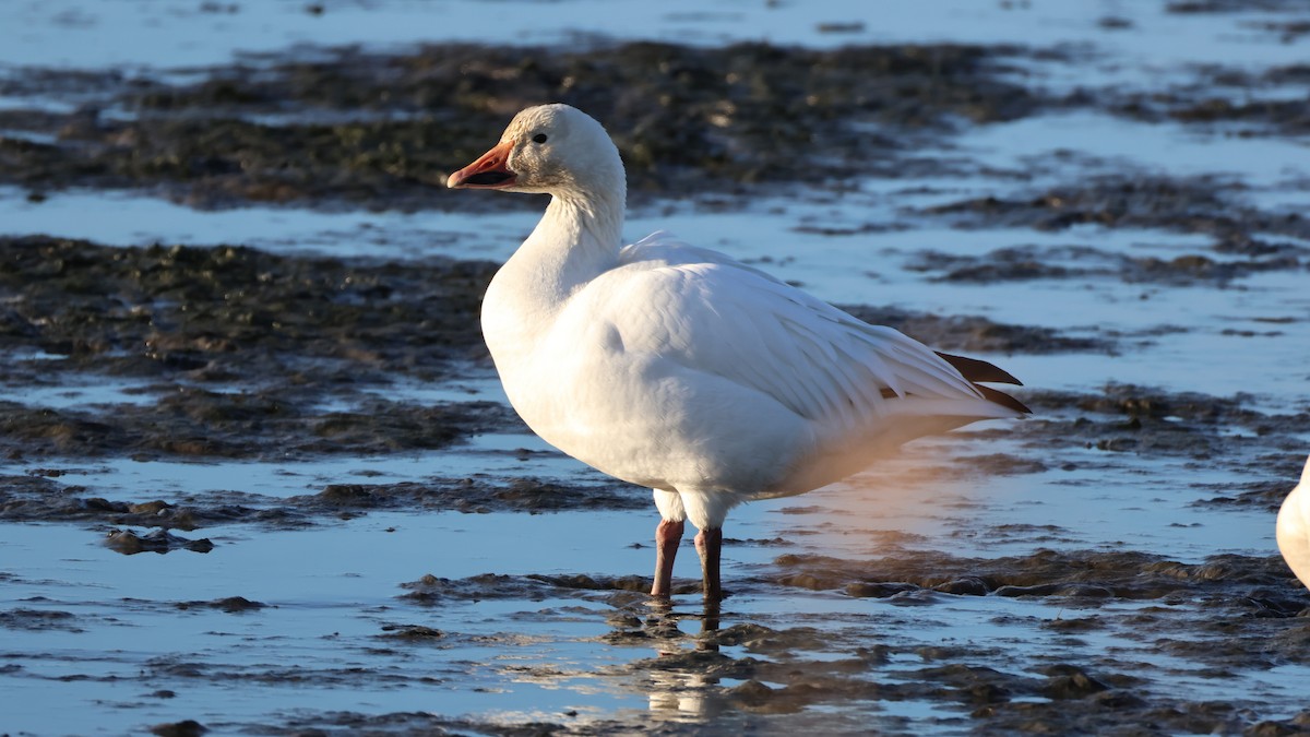 Oca delle nevi - ML647288463