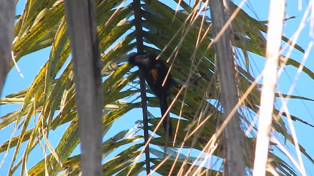 Variable Oriole - ML647288471