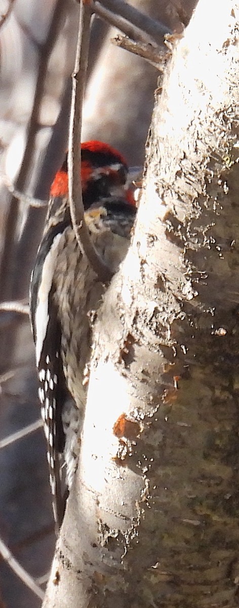 Red-naped Sapsucker - ML647288473