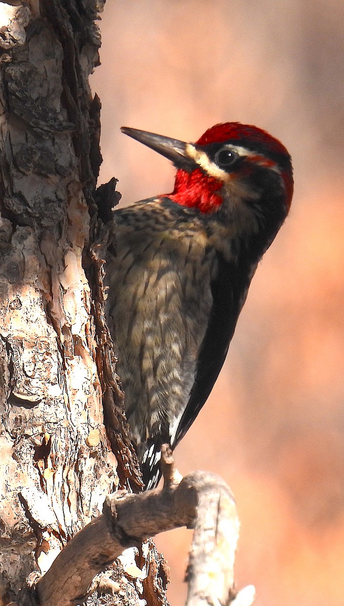 Red-naped Sapsucker - ML647288474
