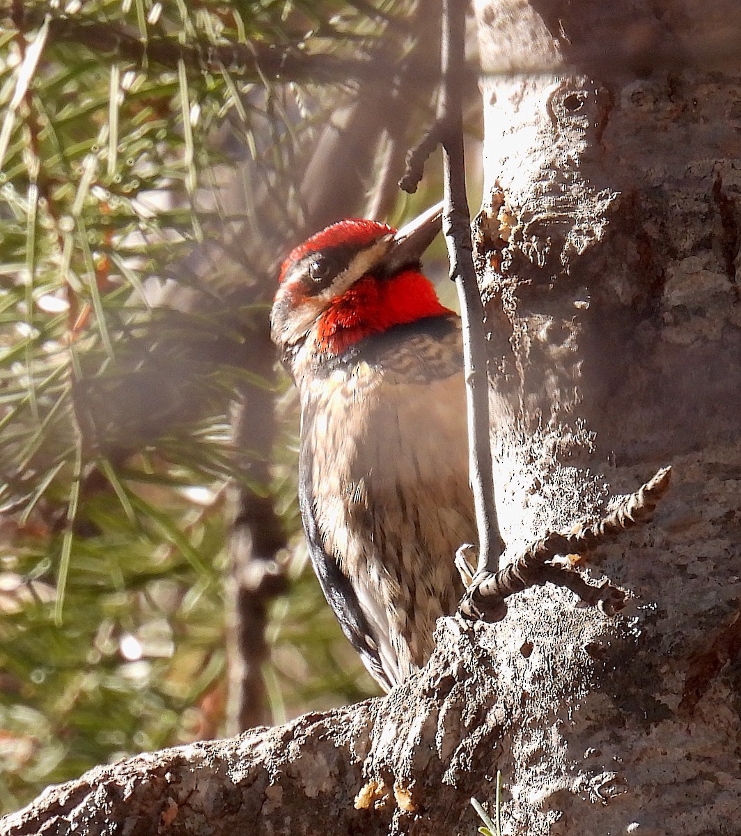 Red-naped Sapsucker - ML647288475