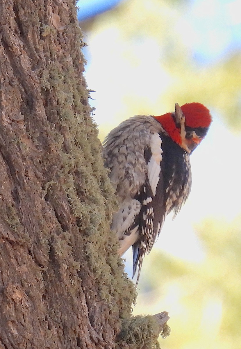 Red-naped Sapsucker - ML647288476