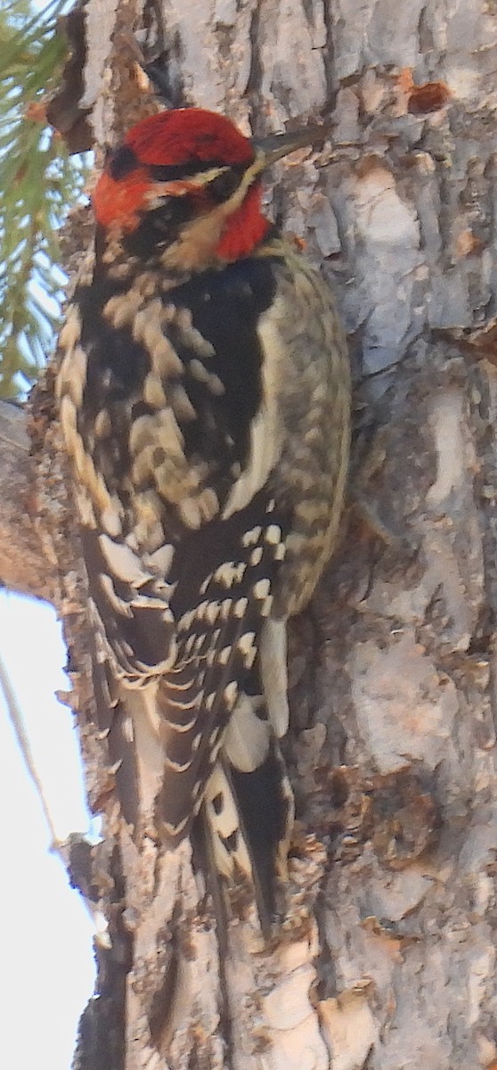 Red-naped Sapsucker - ML647288477