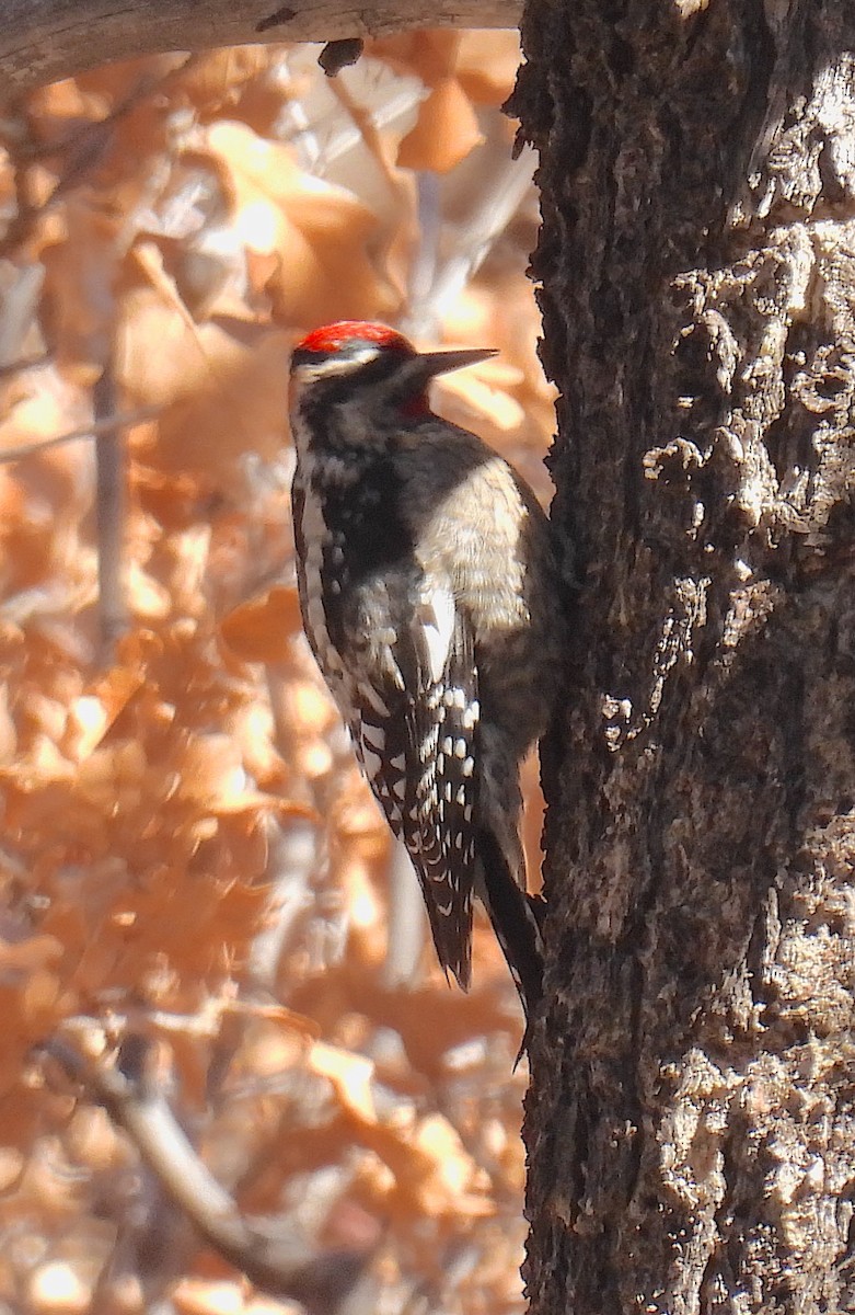 Red-naped Sapsucker - ML647288478