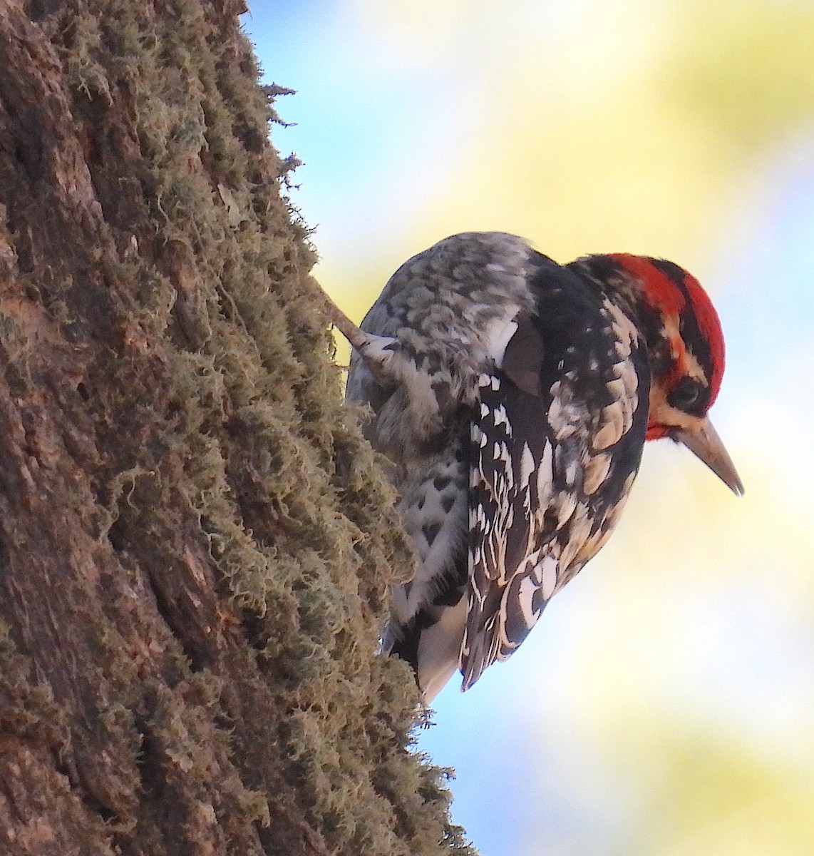 Red-naped Sapsucker - ML647288479