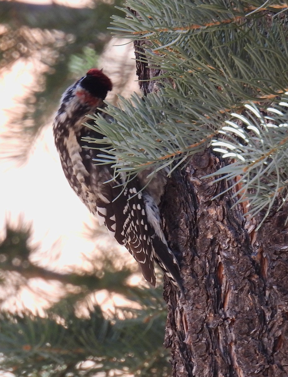Red-naped Sapsucker - ML647288480