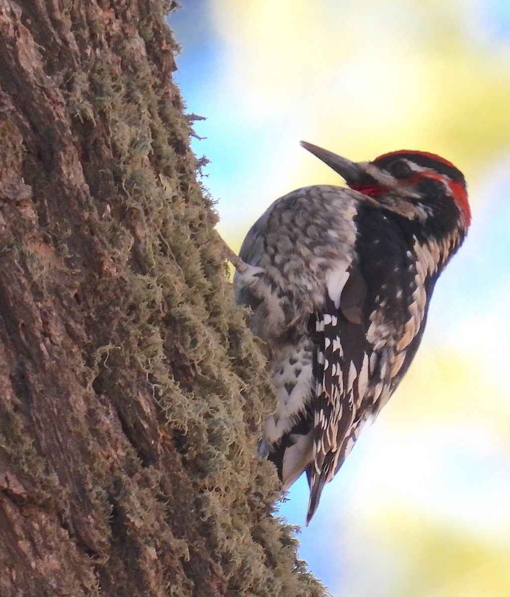 Red-naped Sapsucker - ML647288481