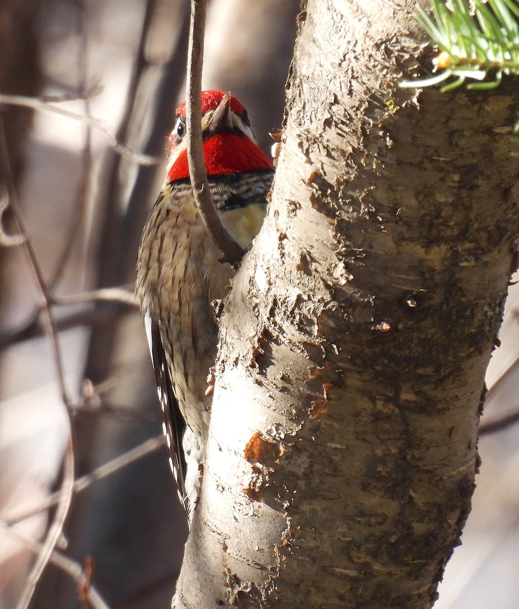 Red-naped Sapsucker - ML647288482