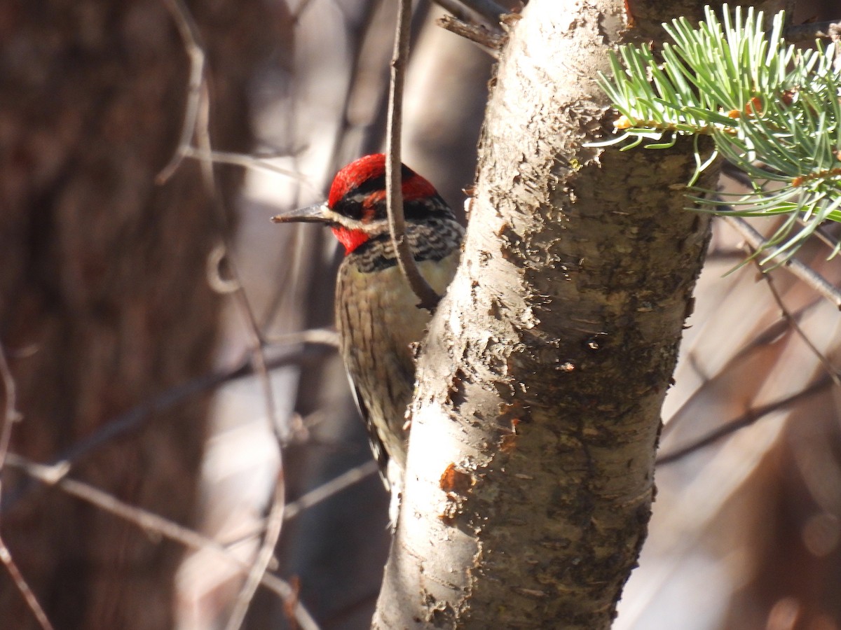 Red-naped Sapsucker - ML647288483