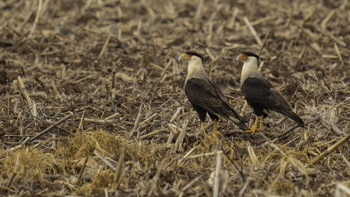 Crested Caracara (Northern) - ML647288498