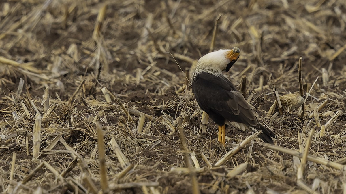Crested Caracara (Northern) - ML647288499