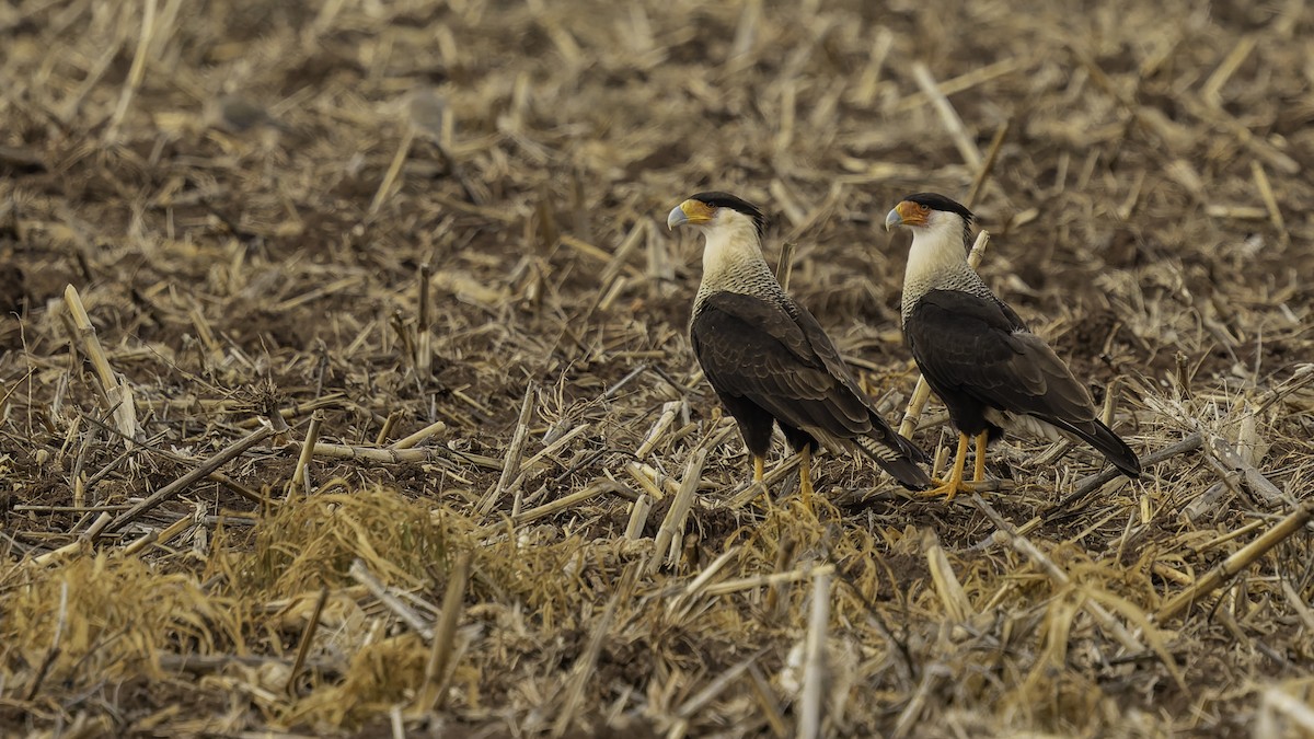 Crested Caracara (Northern) - ML647288501