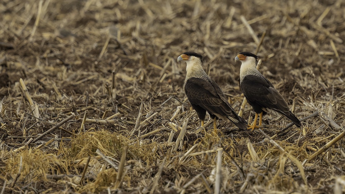 Crested Caracara (Northern) - ML647288502