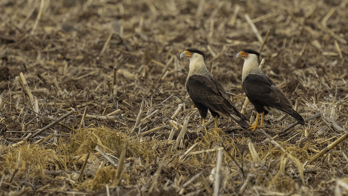 Crested Caracara (Northern) - ML647288504
