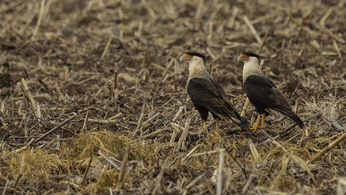 Crested Caracara (Northern) - ML647288505