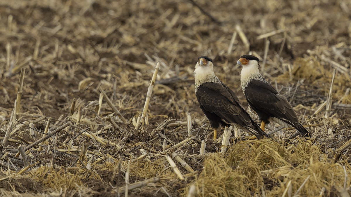 Crested Caracara (Northern) - ML647288506