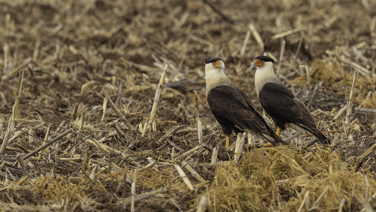 Crested Caracara (Northern) - ML647288507