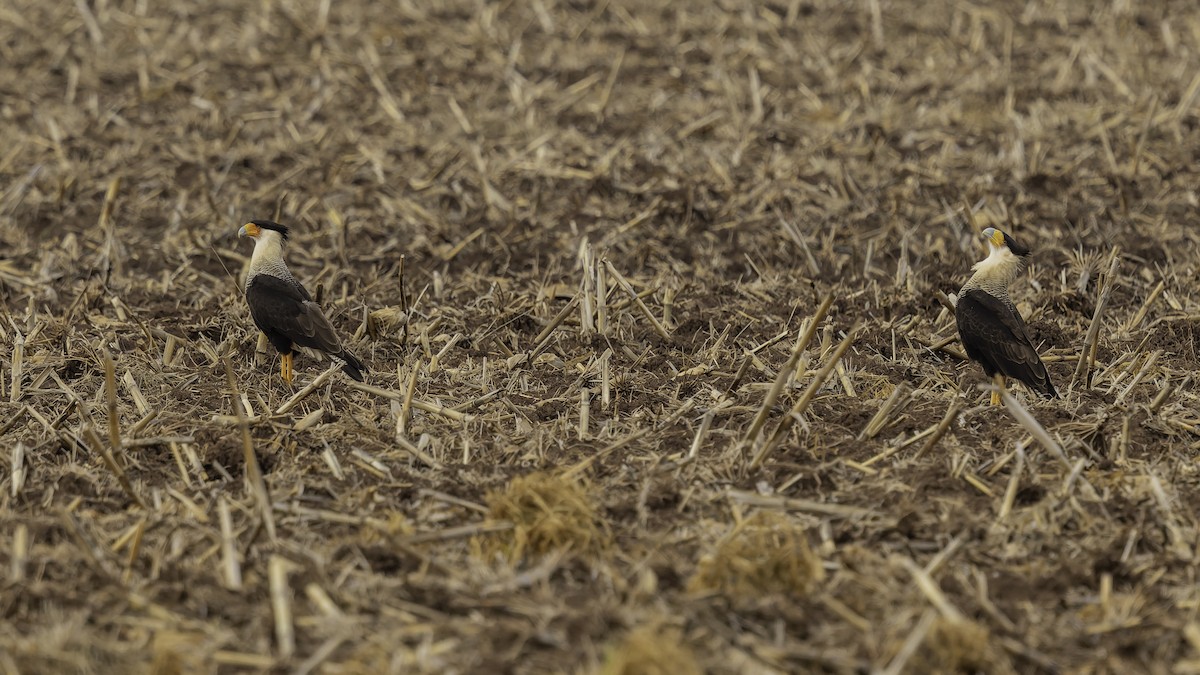 Crested Caracara (Northern) - ML647288508