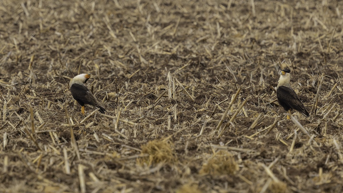 Crested Caracara (Northern) - ML647288509