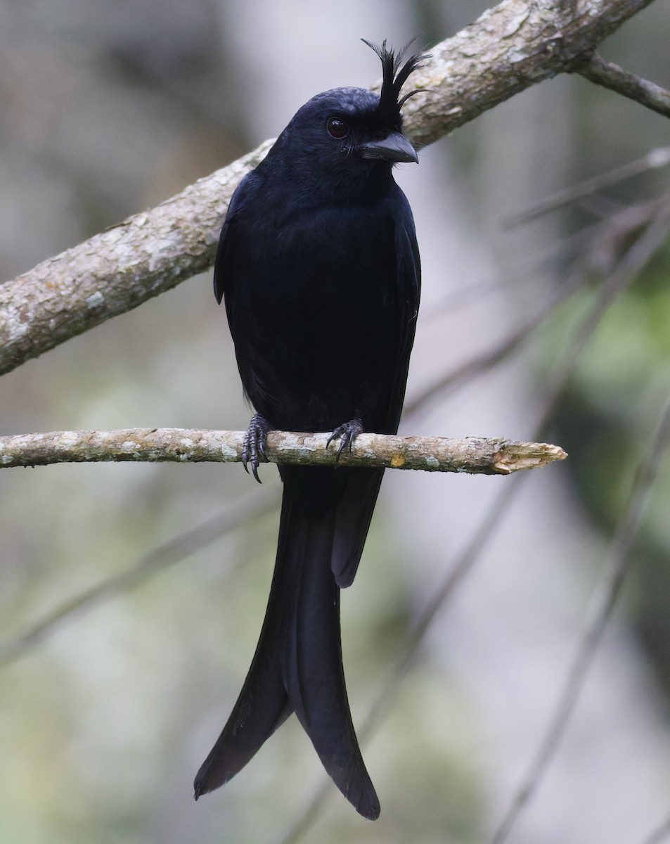 Crested Drongo (Madagascar) - ML647288519