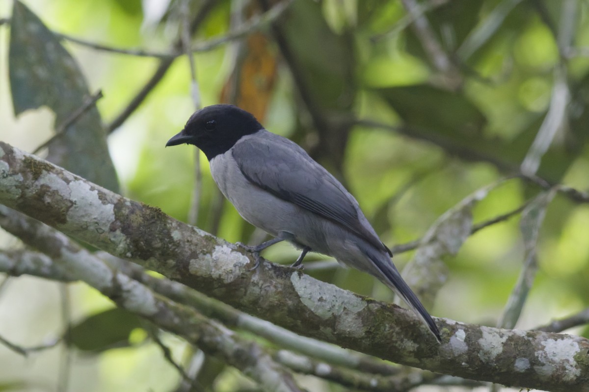 Madagascar Cuckooshrike - ML647288521
