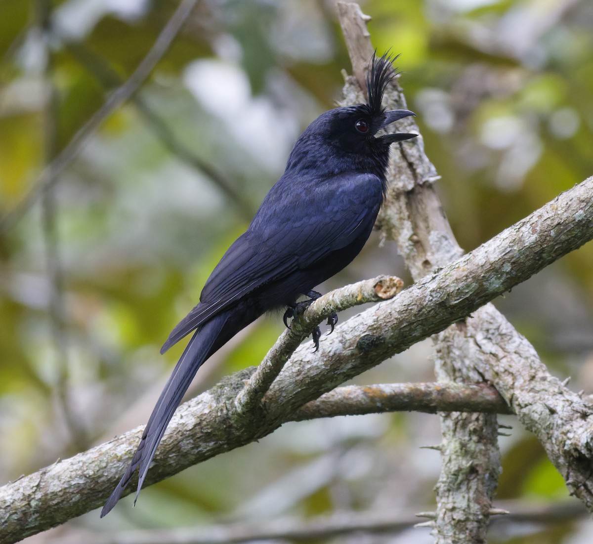 Crested Drongo (Madagascar) - ML647288528