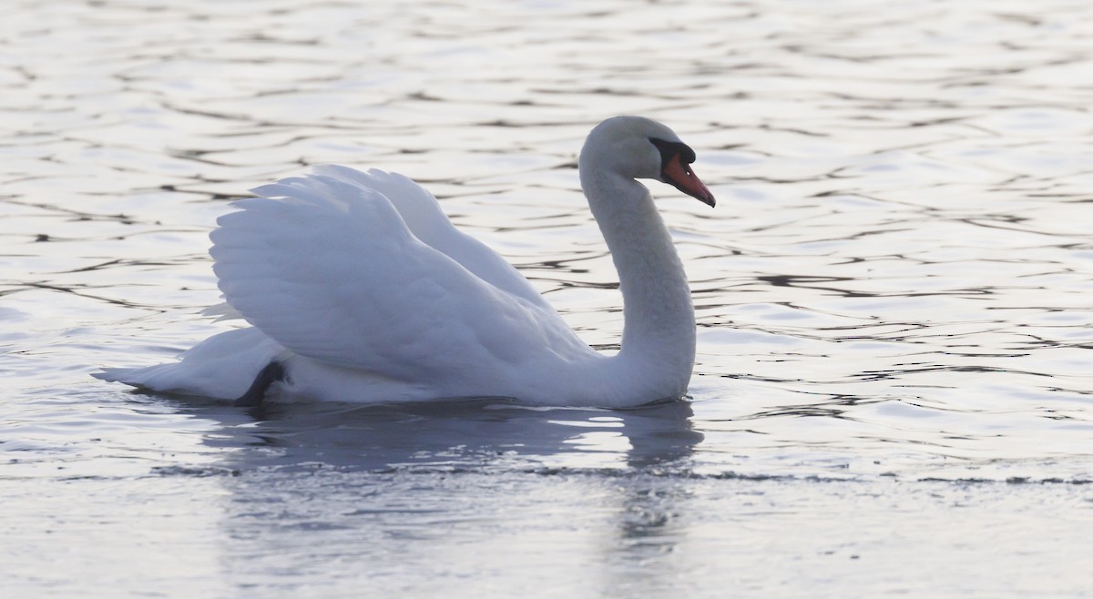 Höckerschwan - ML647288530