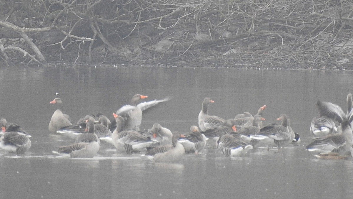 Graylag Goose - ML647288539