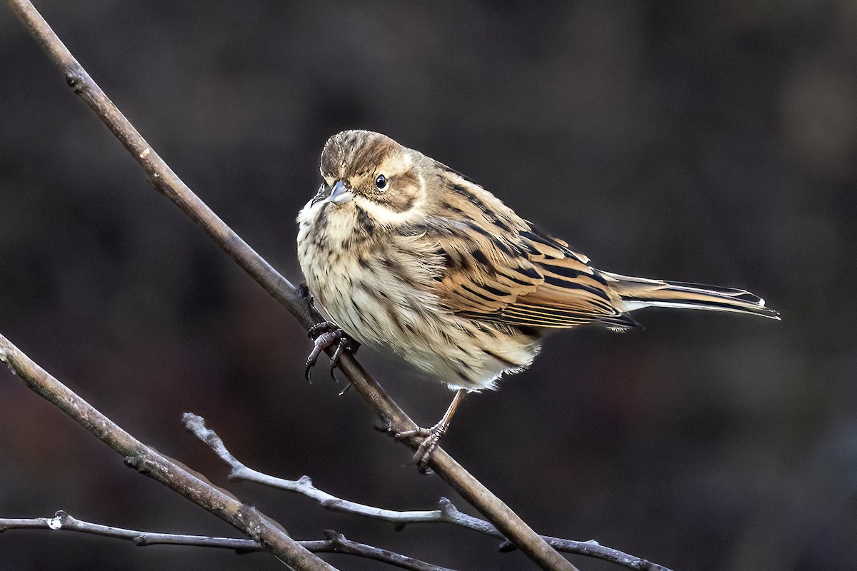Вівсянка очеретяна - ML647288540
