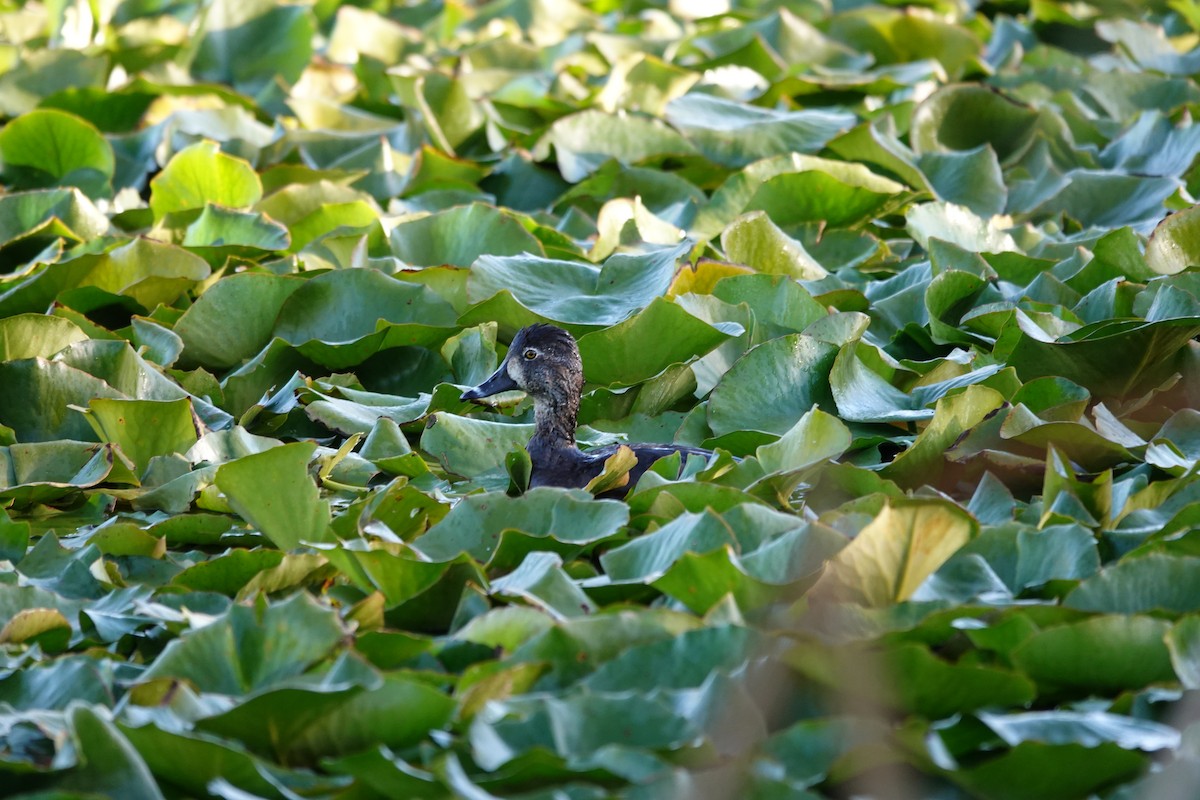 Ring-necked Duck - ML647288541