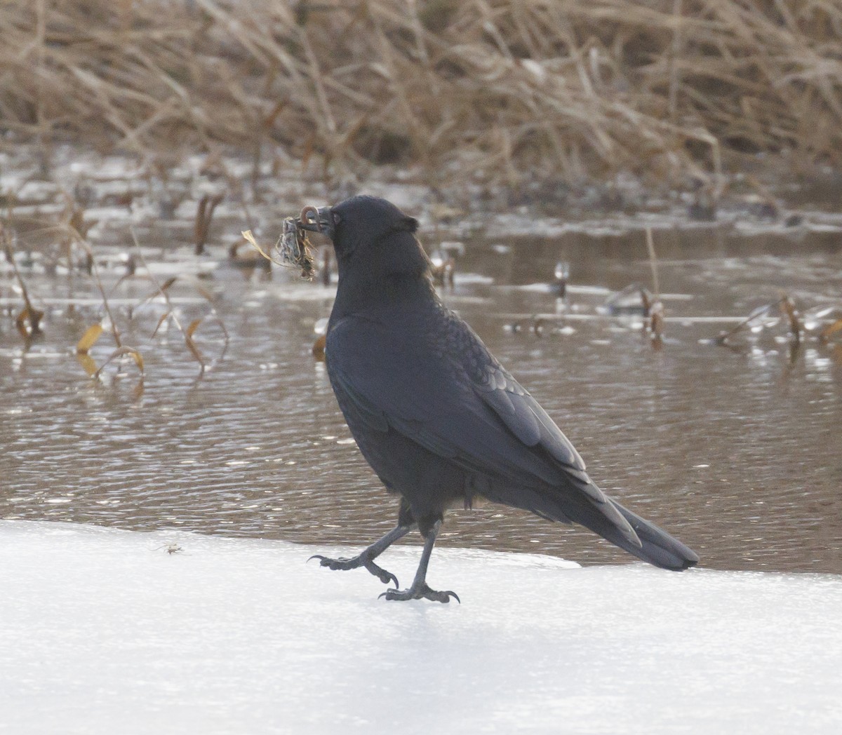 Amerikakrähe - ML647288554